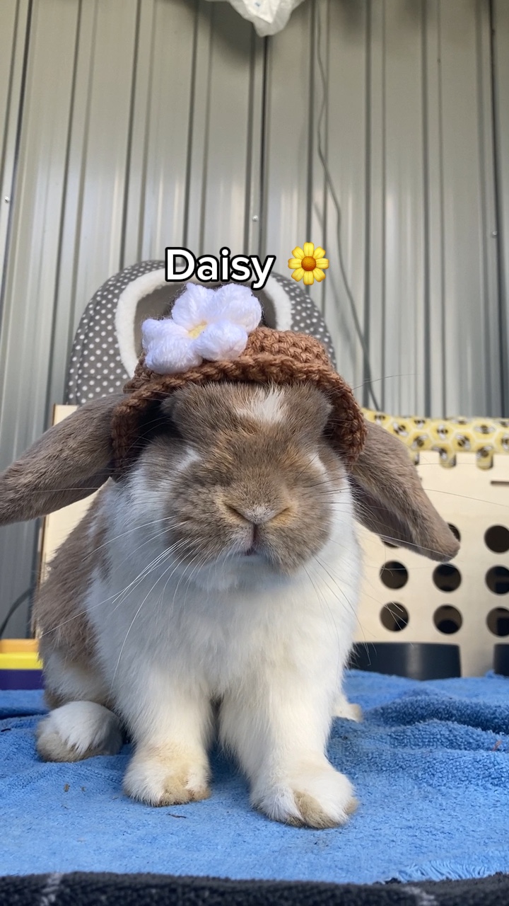 Daisy me rodando