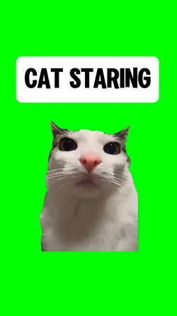 CAT STARING