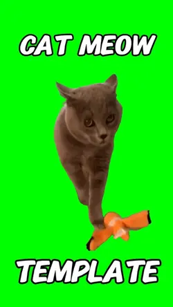 Cat meow meme