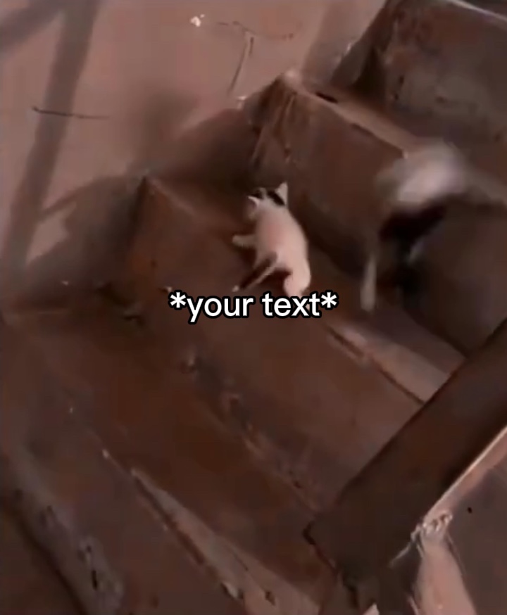 Kedi merdiven meme