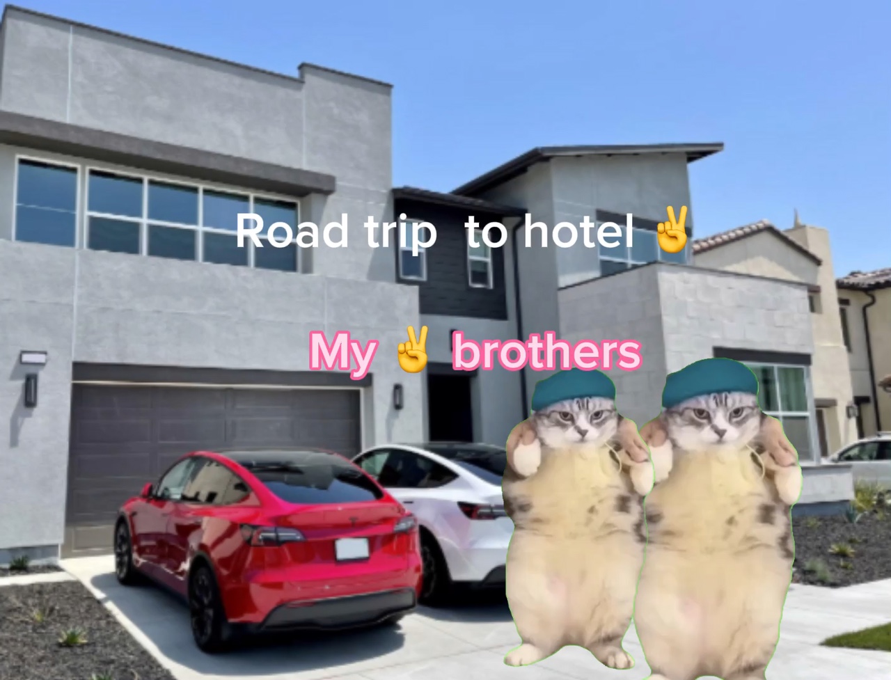 Cat road-trip!