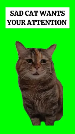 SAD CAT meme