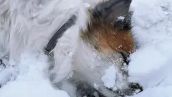White Christmas Dog