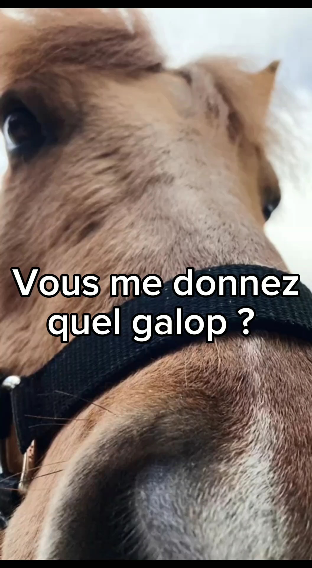 Quel galop ? 