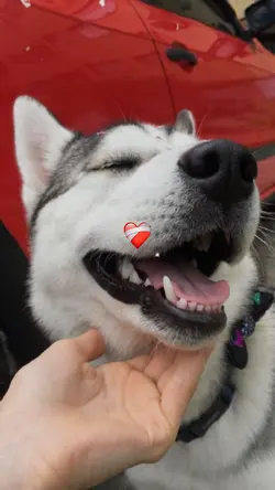 YOUR PET ❤️‍🩹