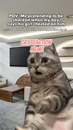 Cat meme