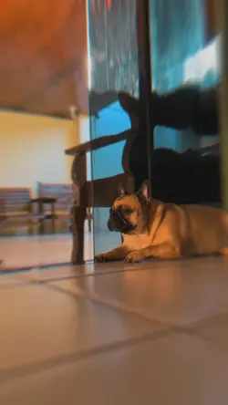 Transição Zoom+ Bass