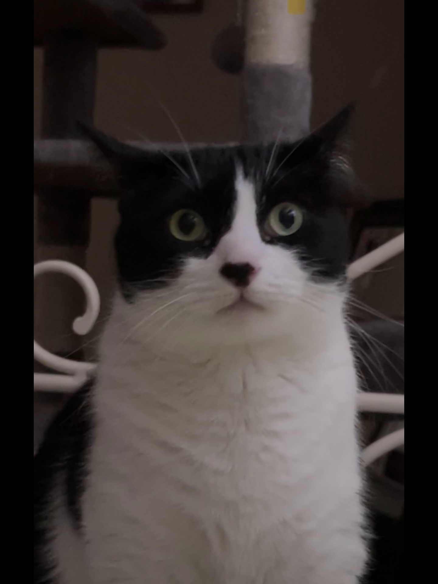Katzen und Alvin