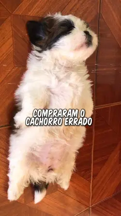 cachorro errado