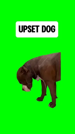 UPSET DOG