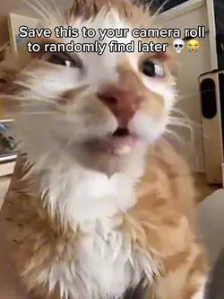 Cat milk meme