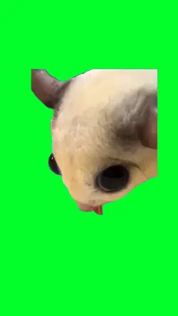 Sugar Glider