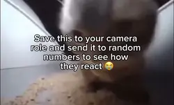 Chippy chippy choppa