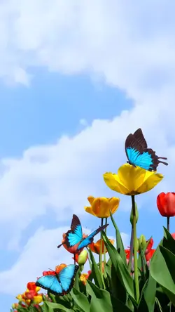 Primavera no ar