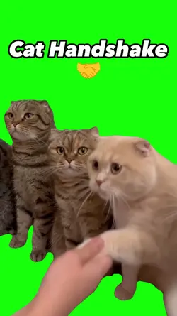 Cats Handshake