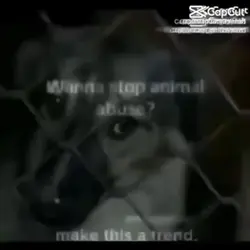 STOP ANIMAL ABUSERS!