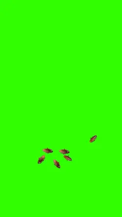 baratas cockroaches