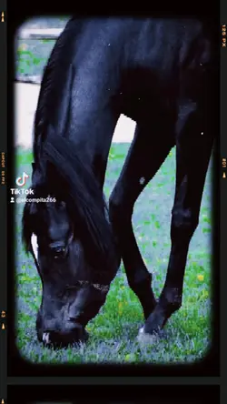 Caballos