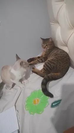 gato