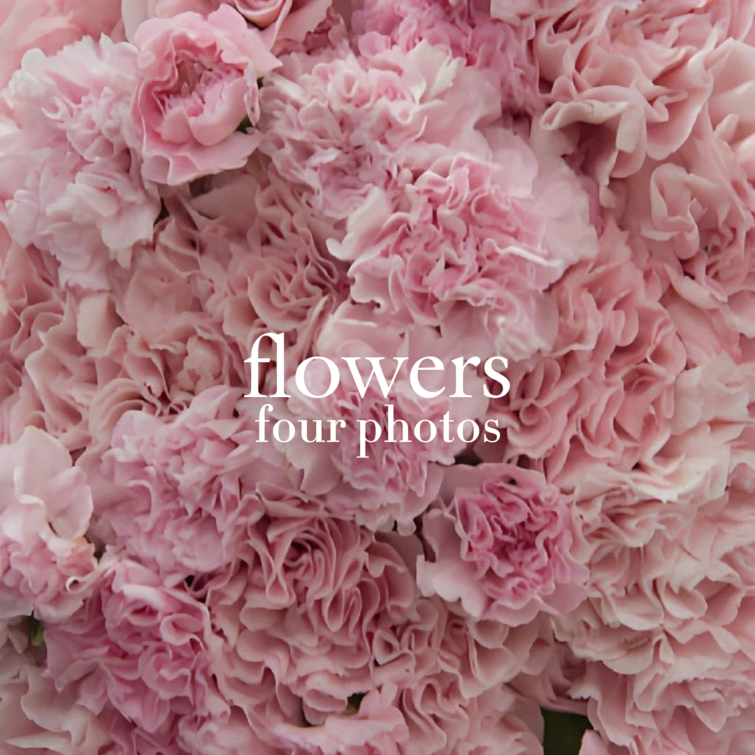 pink carnations ||