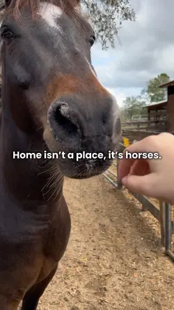 Home is horses