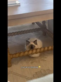 my cat vs my dog 😭