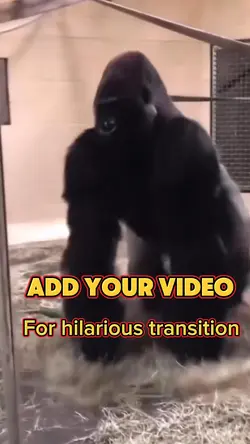Funny Gorilla Trend