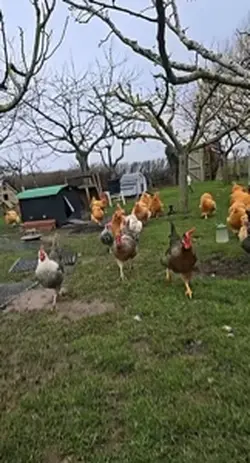 POV kfc