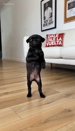 perro bailando