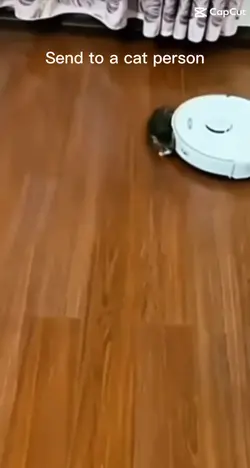 Not the cat
