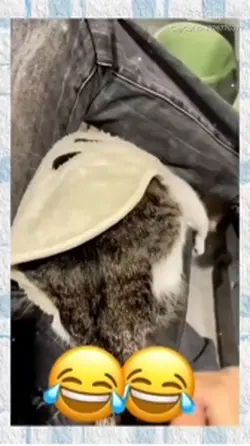 Cat funny