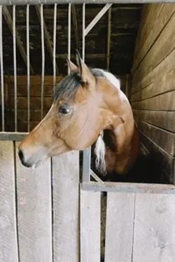 wym can't canter