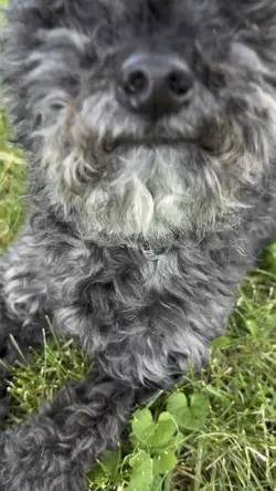 Puppy