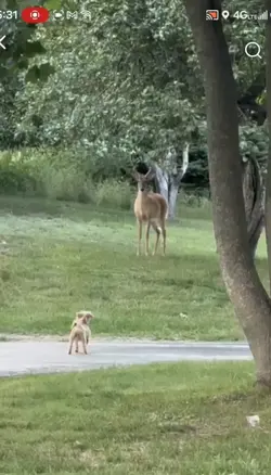 BIG DOG VS DEER