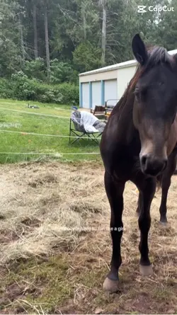 Horses are the bes
