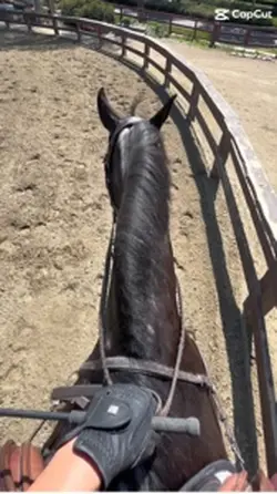 Peanut butta pony
