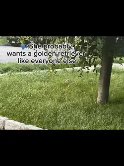 Dog template