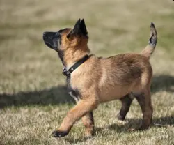 belgian malinois🫰🫰