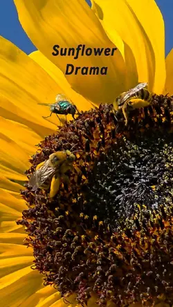 Bees