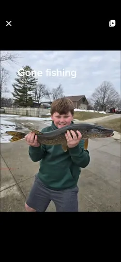 Fish