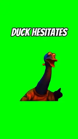 Duck hesitates
