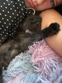 All mah kitties
