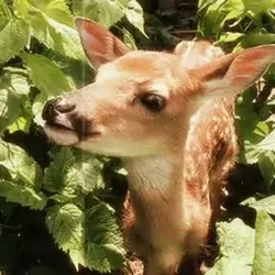 I love the wildlife