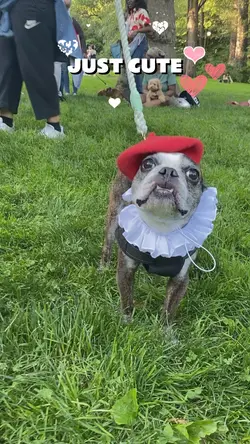 Just cute pet