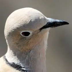 collared doves <3