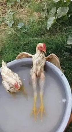 Chicken.