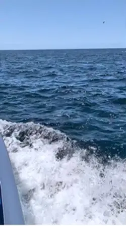 Dolphins