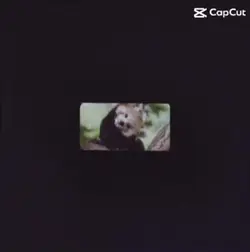 Red pandaaaaa