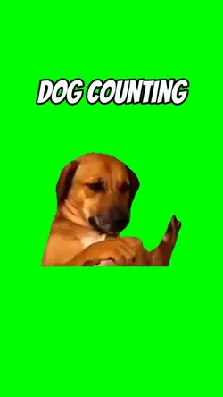 Dog counting 