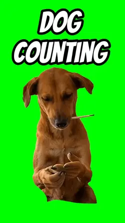 Dog Counting 